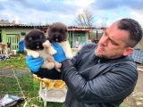 Erkek Amerikan Akita Yavrularımız