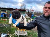 Erkek Amerikan Akita Yavrularımız