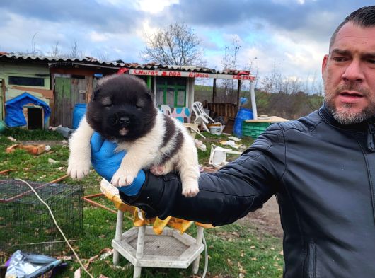 Erkek Amerikan Akita Yavrularımız görsel
