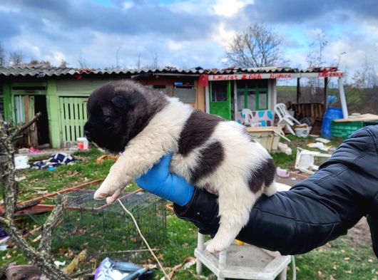 Erkek Amerikan Akita Yavrularımız görsel