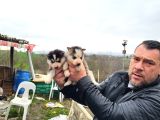 Dişi Erkek Sibirya Kurdu Husky Yavrularımız
