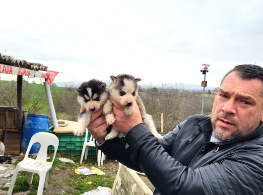 Dişi Erkek Sibirya Kurdu Husky Yavrularımız görsel