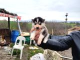 Dişi Erkek Sibirya Kurdu Husky Yavrularımız