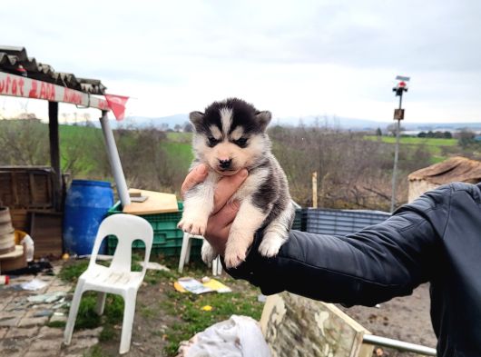 Dişi Erkek Sibirya Kurdu Husky Yavrularımız görsel