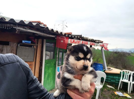 Dişi Erkek Sibirya Kurdu Husky Yavrularımız görsel