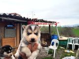 Dişi Erkek Sibirya Kurdu Husky Yavrularımız