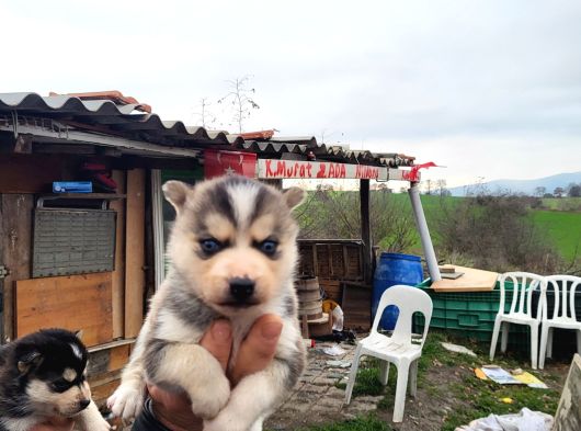 Dişi Erkek Sibirya Kurdu Husky Yavrularımız görsel
