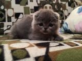 Ayi̇ Surat Top Kafa Si̇fi̇r Kulak Di̇si̇ Bebi̇ş