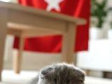 Ayi̇ Surat Top Kafa Si̇fi̇r Kulak Di̇si̇ Bebi̇ş