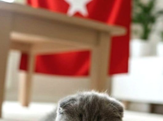 Ayi̇ Surat Top Kafa Si̇fi̇r Kulak Di̇si̇ Bebi̇ş görsel