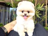 Dünya Tatlısı Teddy Face Pom Boo Bebekler