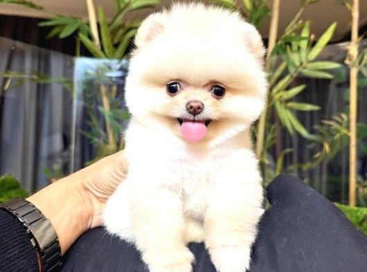 Dünya Tatlısı Teddy Face Pom Boo Bebekler görsel