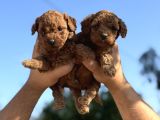 SAFKAN TEACUP POODLE AŞILI GARANTİLİ