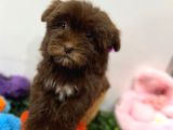 Özel renk çikolata maltipoo yavrumuz