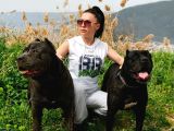 IRK GARANTİLİ İTALİAN MASTİFF - CANE CORSO YAVRULARIMIZ