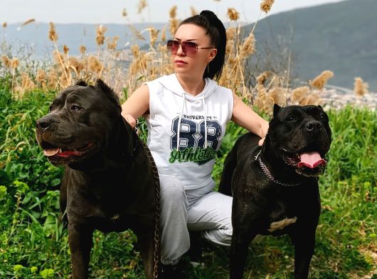 Irk Garanti̇li̇ İtali̇an Masti̇ff - Cane Corso Yavrularimiz