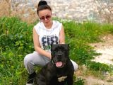 Irk Garanti̇li̇ İtali̇an Masti̇ff - Cane Corso Yavrularimiz