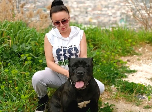 Irk Garanti̇li̇ İtali̇an Masti̇ff - Cane Corso Yavrularimiz görsel
