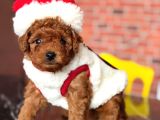 İnstagram Toypoodlepuppy09 Irk Ve Sağlık Garantili Bebekler