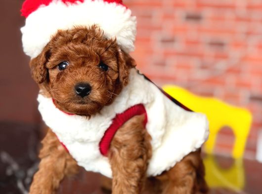 İnstagram Toypoodlepuppy09 Irk Ve Sağlık Garantili Bebekler görsel