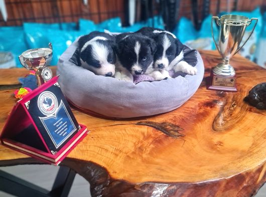 Zeka Küpü Border Collie Bebekler Için Acele Edin görsel