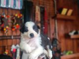Zeka Küpü Border Collie Bebekler Için Acele Edin
