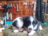 Zeka Küpü Border Collie Bebekler Için Acele Edin