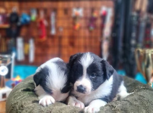 Zeka Küpü Border Collie Bebekler Için Acele Edin görsel