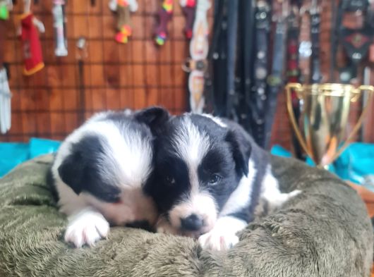 Zeka Küpü Border Collie Bebekler Için Acele Edin görsel