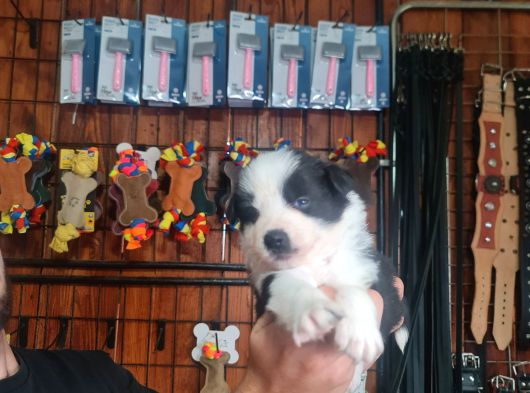 Zeka Küpü Border Collie Bebekler Için Acele Edin görsel
