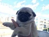 Dişi Pug Mops Yavrum