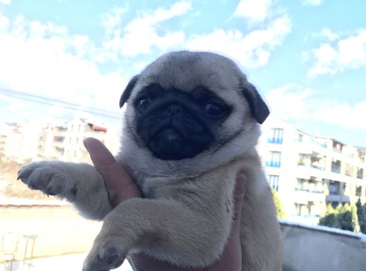 Dişi Pug Mops Yavrum görsel