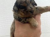 Egzotik Poodle