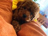 Tr Ni̇n En Güzel Toy Poodle Yavrulari Renk Renk Ankara