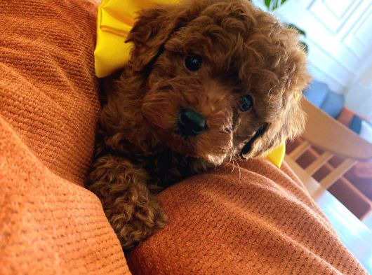 Tr Ni̇n En Güzel Toy Poodle Yavrulari Renk Renk Ankara görsel