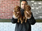 Tr Ni̇n En Güzel Toy Poodle Yavrulari Renk Renk Ankara