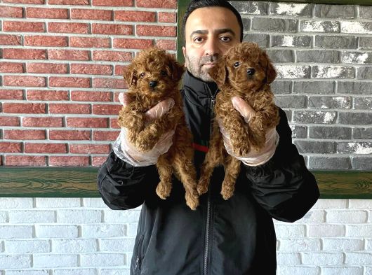 Tr Ni̇n En Güzel Toy Poodle Yavrulari Renk Renk Ankara görsel