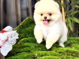 Dünya Tatlısı Teddy Face Pom Boo Bebekler