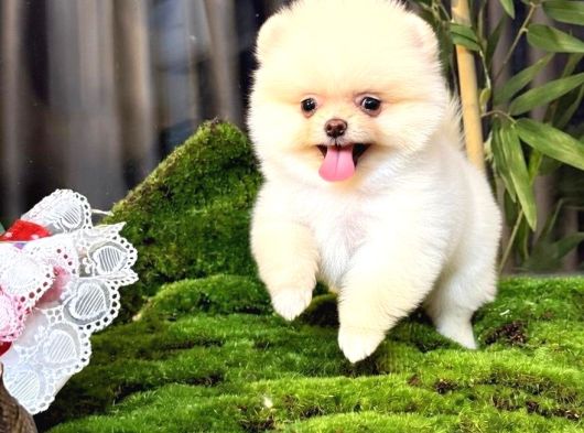 Dünya Tatlısı Teddy Face Pom Boo Bebekler görsel