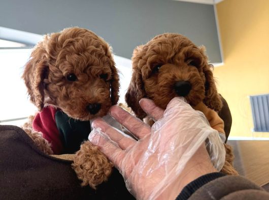 Tr Ni̇n En Güzel Toy Poodle Yavrulari Renk Renk Ankara görsel