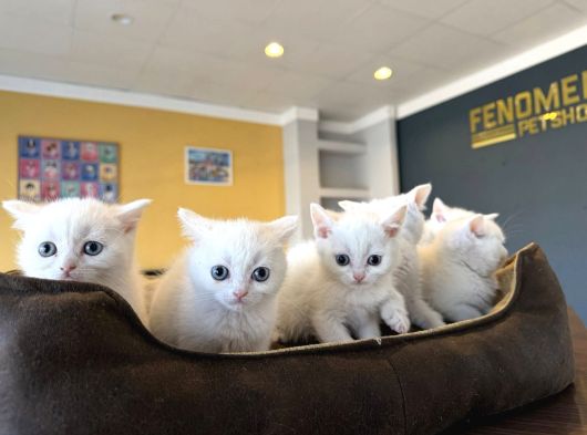 Kedi̇ci̇den Renk Renk British Shorthair Yavrulari Ankara görsel