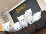 Kedi̇ci̇den Renk Renk British Shorthair Yavrulari Ankara