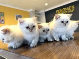 Kedi̇ci̇den Renk Renk British Shorthair Yavrulari Ankara