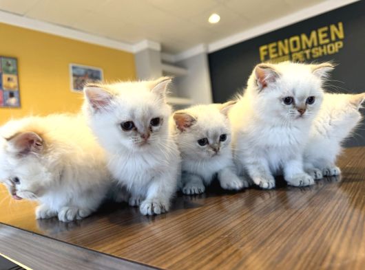 Kedi̇ci̇den Renk Renk British Shorthair Yavrulari Ankara görsel