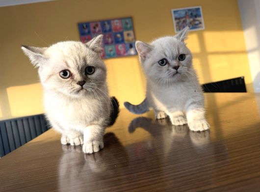 Kedi̇ci̇den Renk Renk British Shorthair Yavrulari Ankara görsel