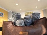 Top Kafa Scottish Fold Yavrulari Fenomen Pet Shop Ankara