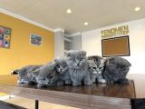 Kedi̇ci̇den Renk Renk British Shorthair Yavrulari Ankara