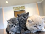 Kedi̇ci̇den Renk Renk British Shorthair Yavrulari Ankara