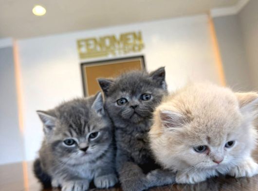 Kedi̇ci̇den Renk Renk British Shorthair Yavrulari Ankara görsel