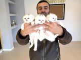 Top Kafa Scottish Fold Yavrulari Fenomen Pet Shop Ankara